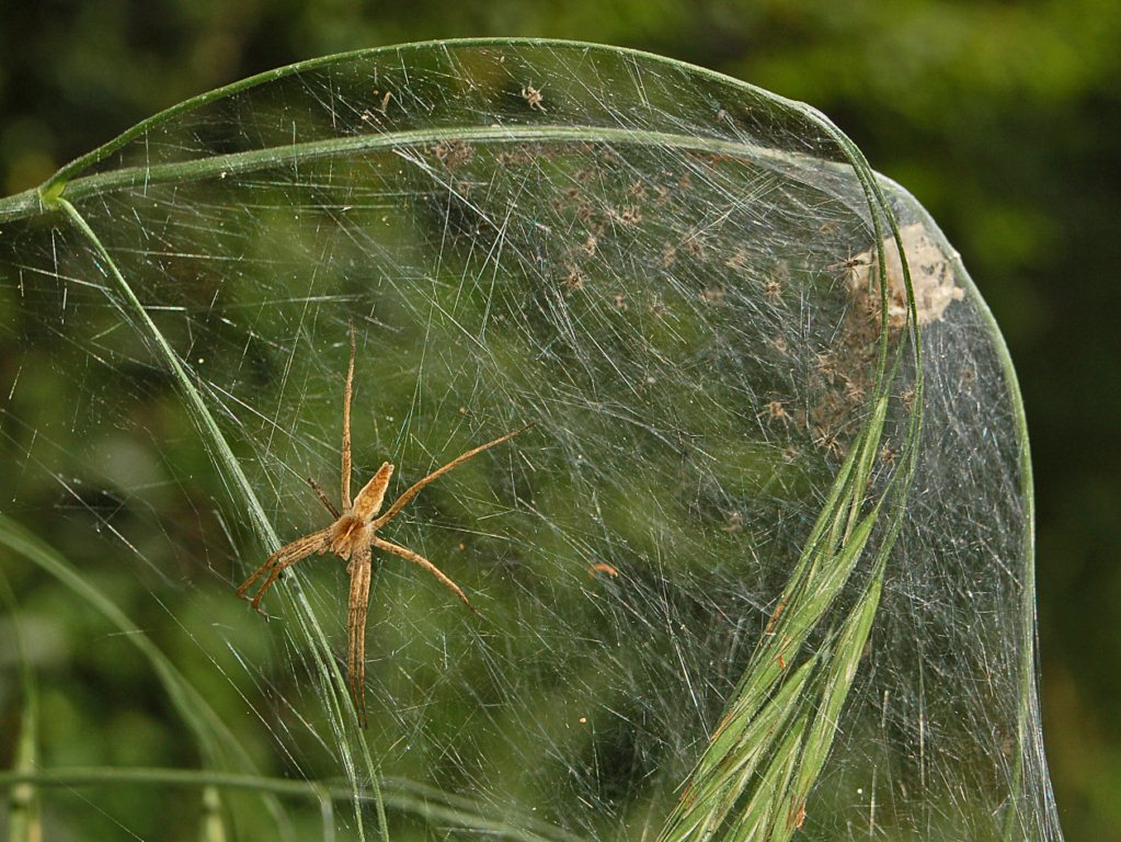 Ragno con prole: Pisaura sp.